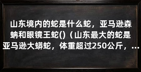 山东境内的蛇是什么蛇,亚马逊森蚺和眼镜王蛇()(山东最大的蛇是亚马逊大蟒蛇,体重超过250公斤,体重可达250公斤