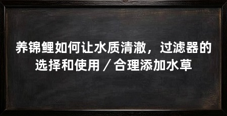 养锦鲤如何让水质清澈，过滤器的选择和使用／合理添加水草