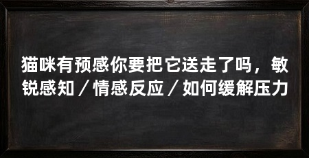 猫咪有预感你要把它送走了吗，敏锐感知／情感反应／如何缓解压力