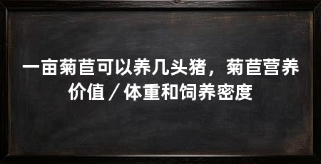 一亩菊苣可以养几头猪,菊苣营养价值/体重和饲养密度