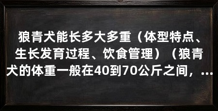 狼青犬能长多大多重（体型特点、生长发育过程、饮食管理）（狼青犬的体重一般在40到70公斤之间，能长多大