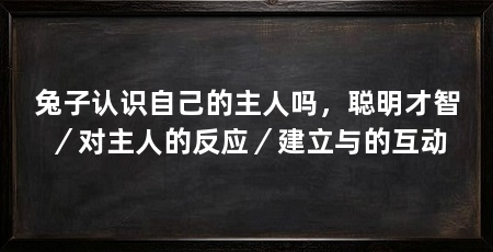兔子认识自己的主人吗,聪明才智/对主人的反应/建立与的互动