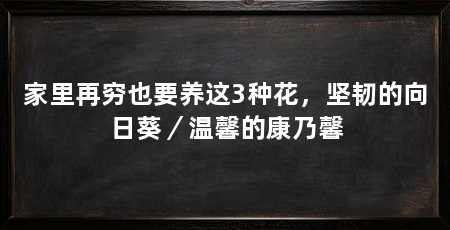 家里再穷也要养这3种花,坚韧的向日葵/温馨的康乃馨