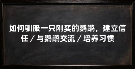 如何驯服一只刚买的鹦鹉,建立信任/与鹦鹉交流/培养习惯
