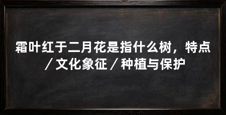霜叶红于二月花是指什么树,特点/文化象征/种植与保护