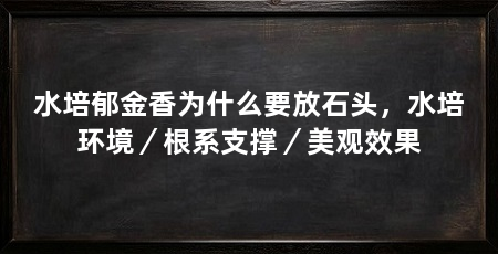 水培郁金香为什么要放石头，水培环境／根系支撑／美观效果