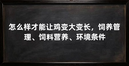 怎么样才能让鸡变大变长,饲养管理、饲料营养、环境条件