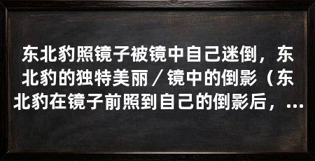 东北豹照镜子被镜中自己迷倒,东北豹的独特美丽/镜中的倒影(东北豹在镜子前照到自己的倒影后,被自己的美丽迷倒,以为是另一只豹子