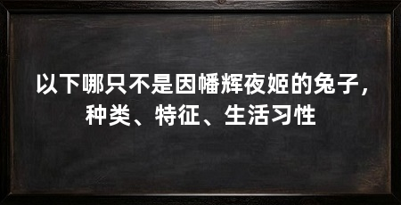 以下哪只不是因幡辉夜姬的兔子，种类、特征、生活习性