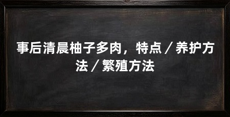 事后清晨柚子多肉，特点／养护方法／繁殖方法