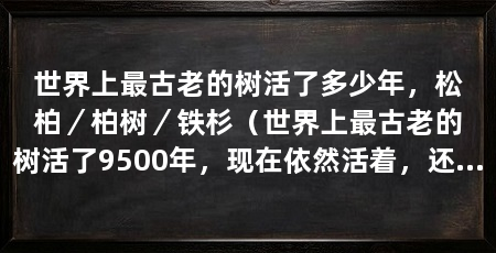 世界上最古老的树活了多少年,松柏/柏树/铁杉(世界上最古老的树活了9500年,现在依然活着,还在继续生长