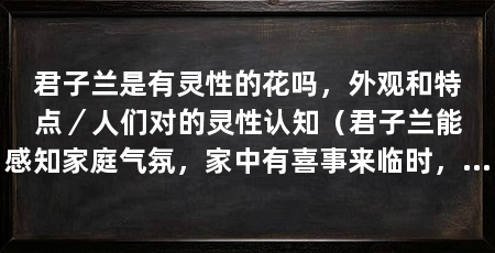 君子兰是有灵性的花吗，外观和特点／人们对的灵性认知（君子兰能感知家庭气氛，家中有喜事来临时，可能会提前开花来报喜