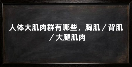 人体大肌肉群有哪些,胸肌/背肌/大腿肌肉