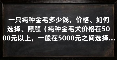 一只纯种金毛多少钱，价格、如何选择、照顾（纯种金毛犬价格在5000元以上，一般在5000元之间选择一只