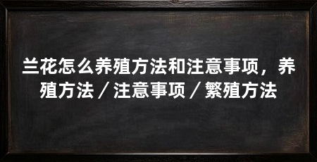 兰花怎么养殖方法和注意事项，养殖方法／注意事项／繁殖方法