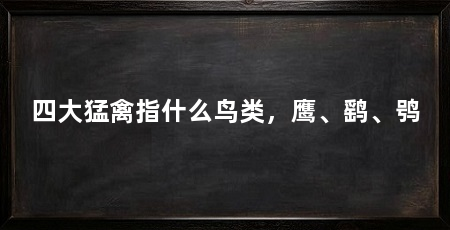 四大猛禽指什么鸟类,鹰、鹞、鸮