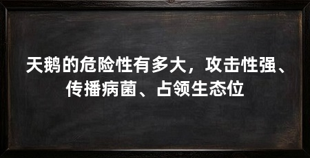 天鹅的危险性有多大，攻击性强、传播病菌、占领生态位