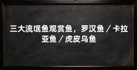 三大流氓鱼观赏鱼，罗汉鱼／卡拉亚鱼／虎皮乌鱼