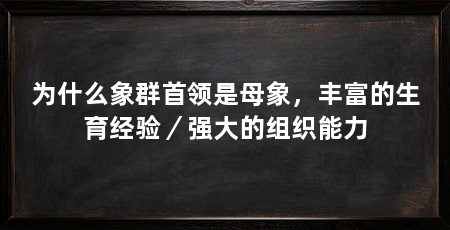 为什么象群首领是母象,丰富的生育经验/强大的组织能力