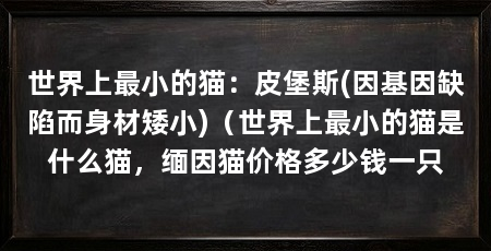 世界上最小的猫：皮堡斯(因基因缺陷而身材矮小)（世界上最小的猫是什么猫，缅因猫价格多少钱一只