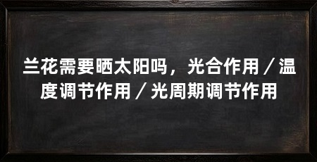 兰花需要晒太阳吗，光合作用／温度调节作用／光周期调节作用