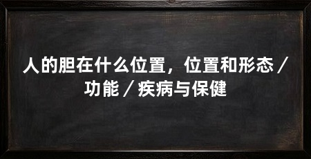 人的胆在什么位置，位置和形态／功能／疾病与保健