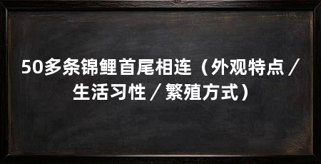 50多条锦鲤首尾相连(外观特点/生活习性/繁殖方式)