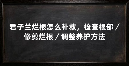 君子兰烂根怎么补救，检查根部／修剪烂根／调整养护方法