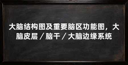 大脑结构图及重要脑区功能图,大脑皮层/脑干/大脑边缘系统