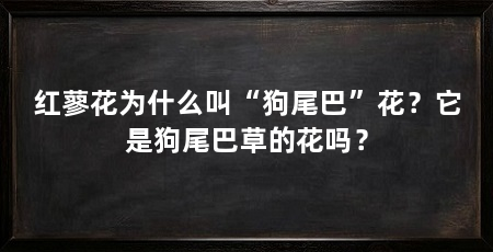 红蓼花为什么叫“狗尾巴”花?它是狗尾巴草的花吗?