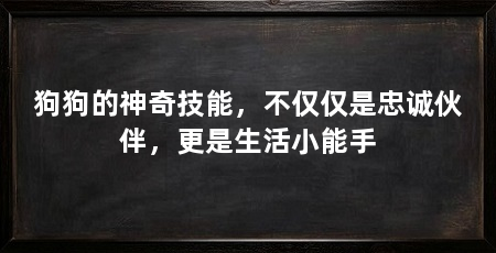 狗狗的神奇技能,不仅仅是忠诚伙伴,更是生活小能手