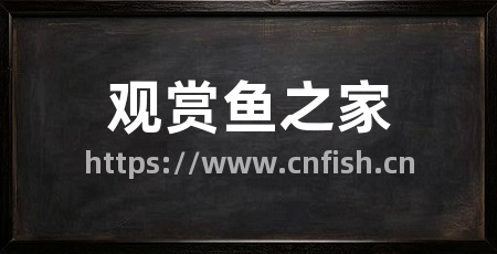 观赏鱼之家