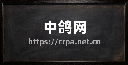 中鸽网