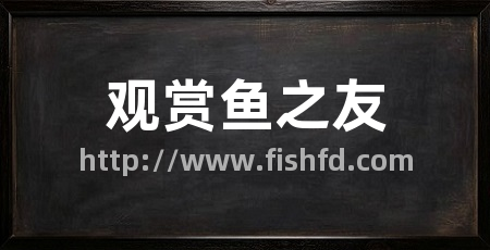 观赏鱼之友