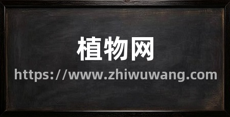 植物网