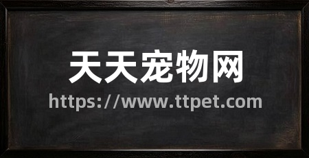 天天宠物网