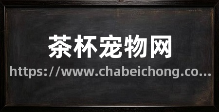茶杯宠物网