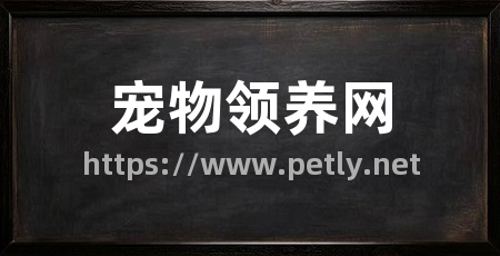 宠物领养网