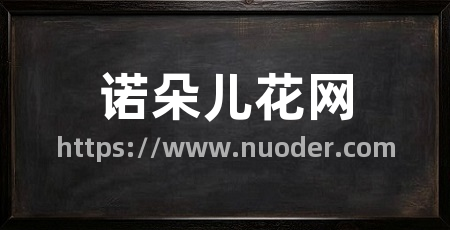 诺朵儿花网