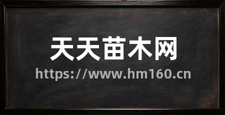 天天苗木网